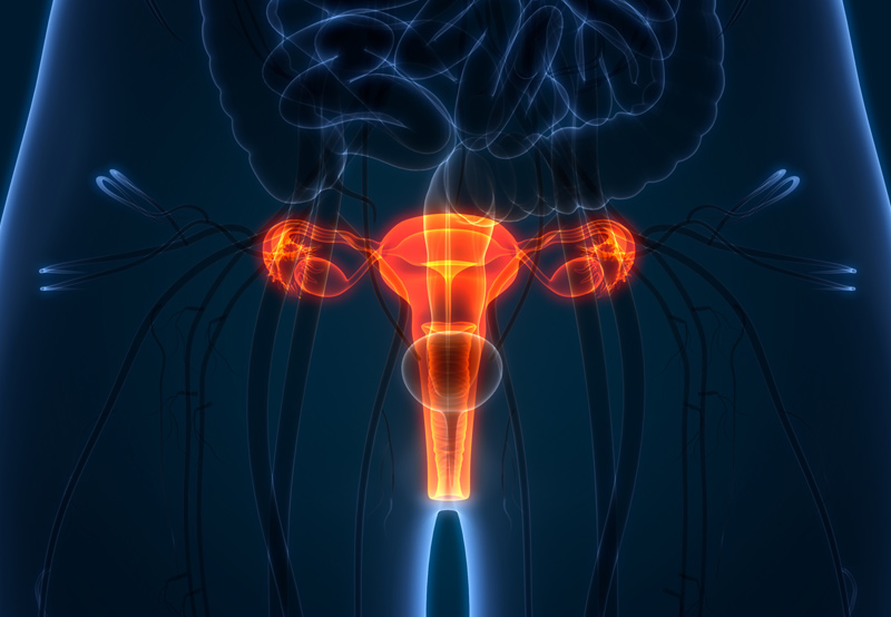 Digital-illustration-of-the-female-reproductive-system
