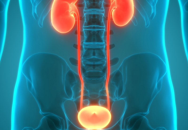 Digital-illustration-of-urinary-system