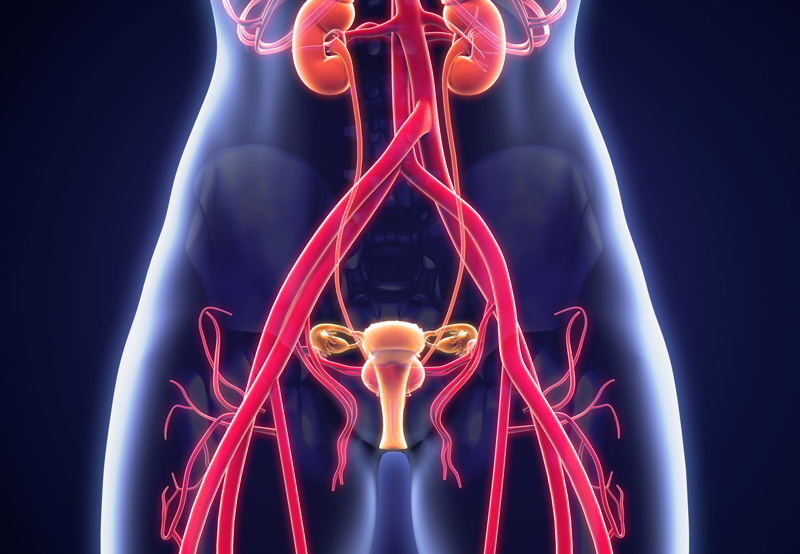 Female-urogenital-anatomy